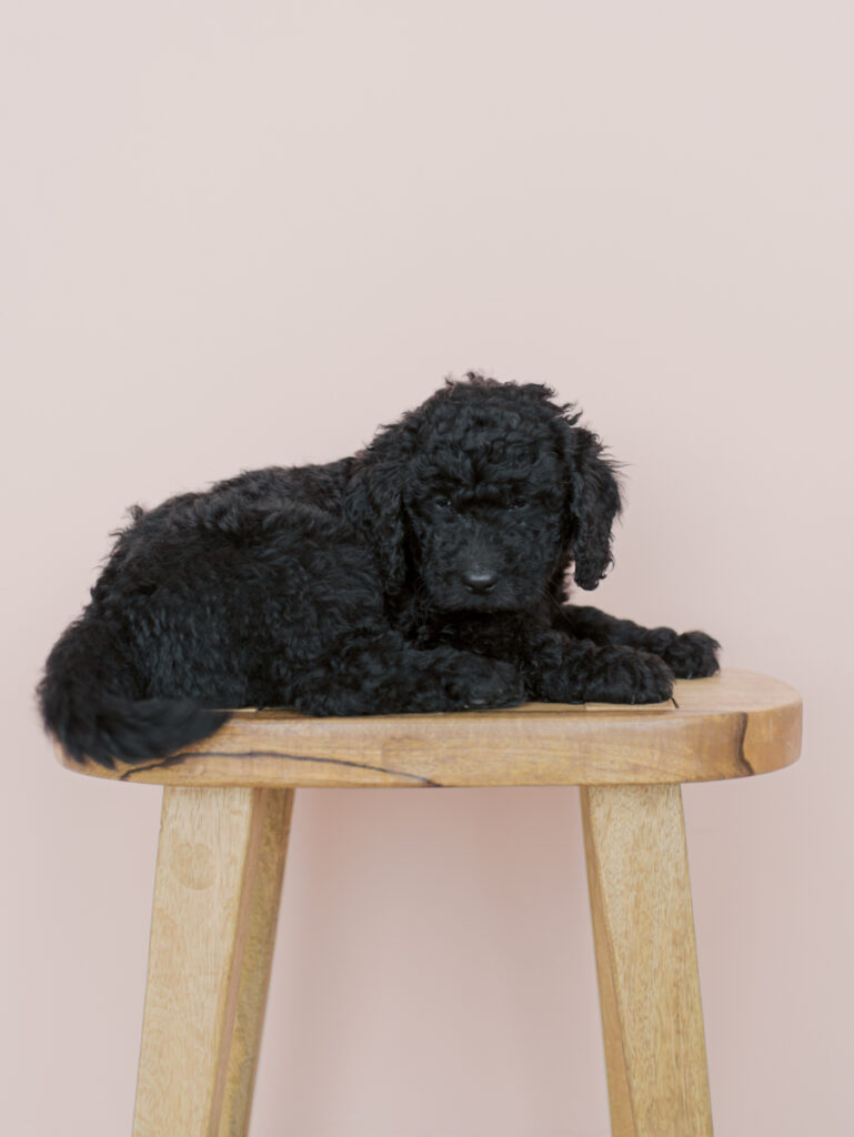 cute doodle puppy on a stool at a photo studio by Colorado Springs Brand Photographer