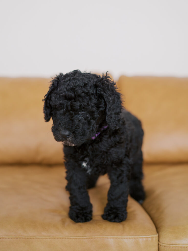 duncan doodle puppy by lauren bounds photography