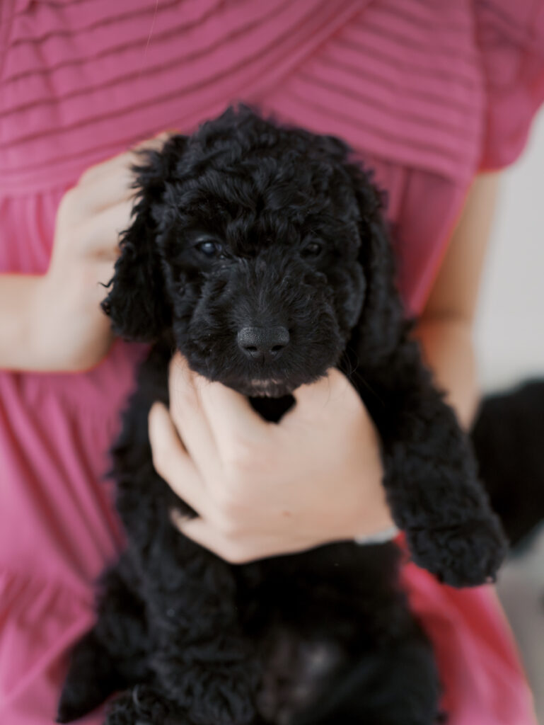 close up of puppy in arms of girl