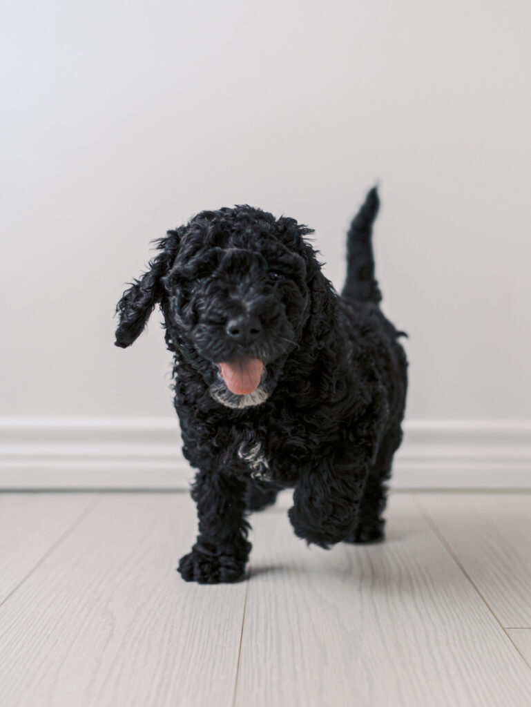 happy playful puppy mid walk by Colorado Springs Brand Photographer 